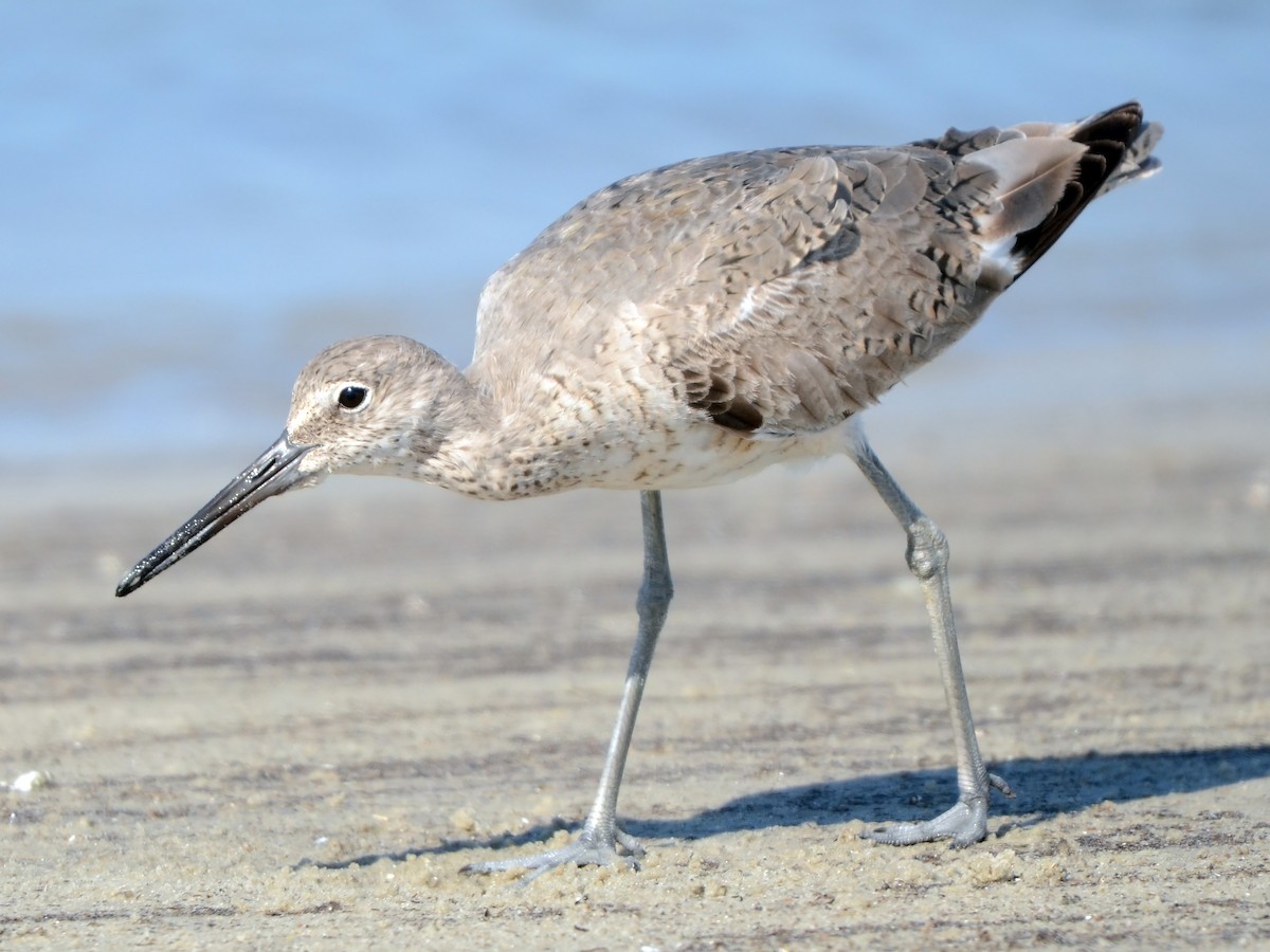 Willet - ML612770614