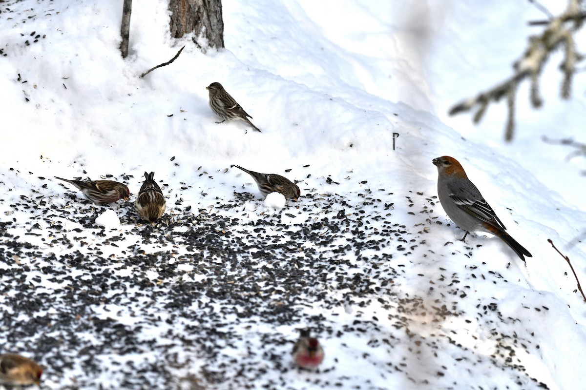 Pine Grosbeak - ML612770623