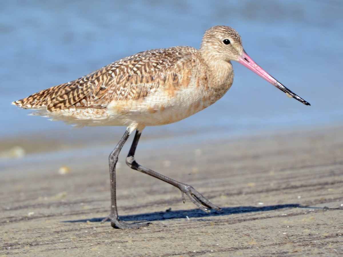 Marbled Godwit - ML612770624