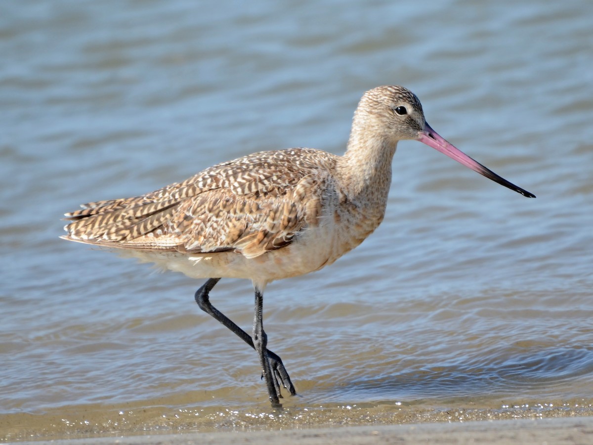 Marbled Godwit - ML612770625