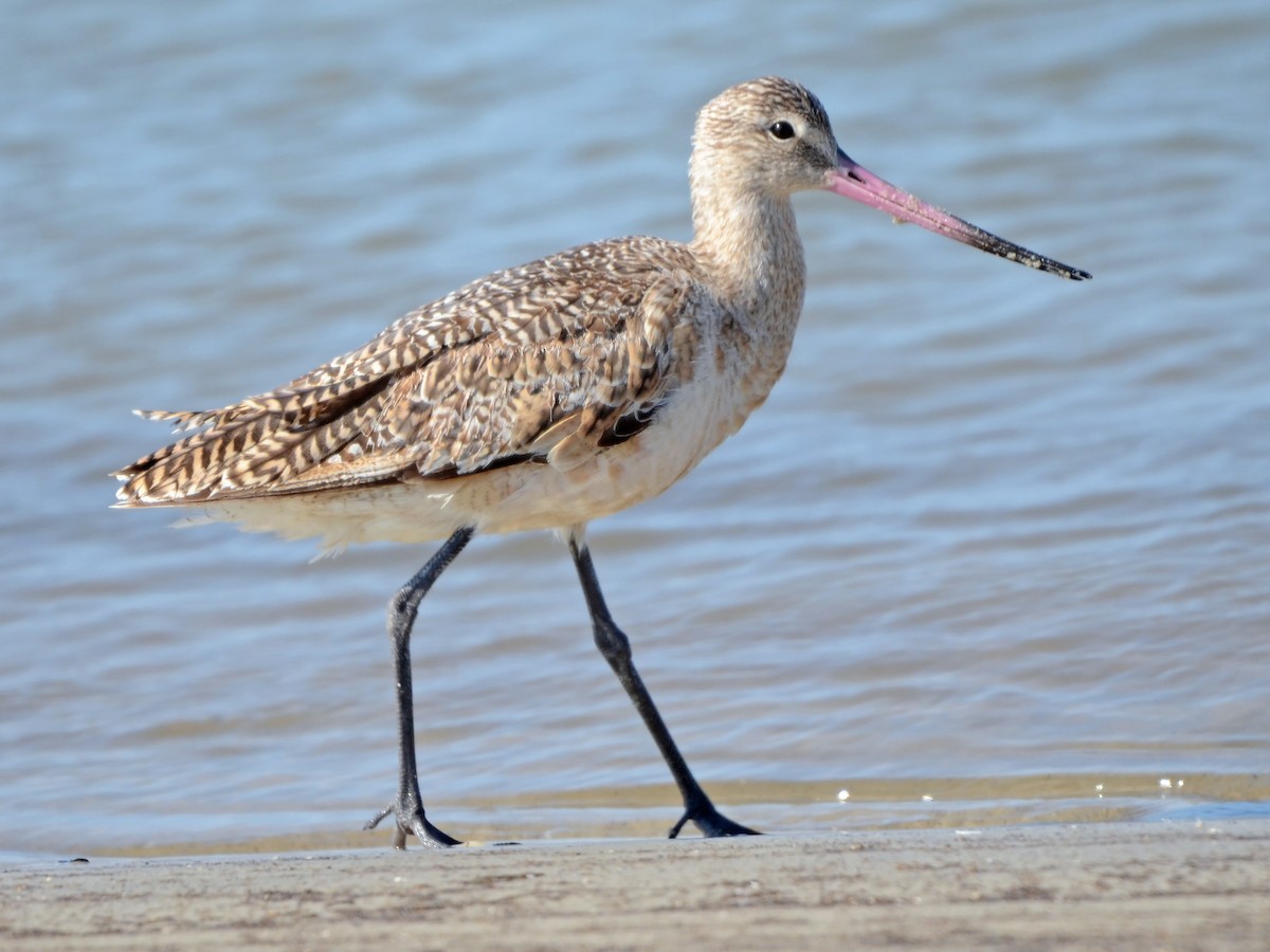 Marbled Godwit - ML612770626