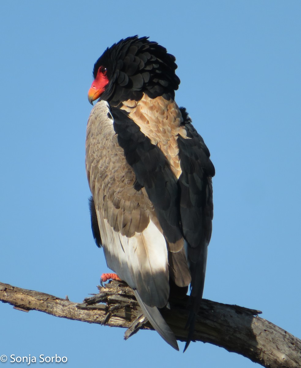 Águila Volatinera - ML612770632