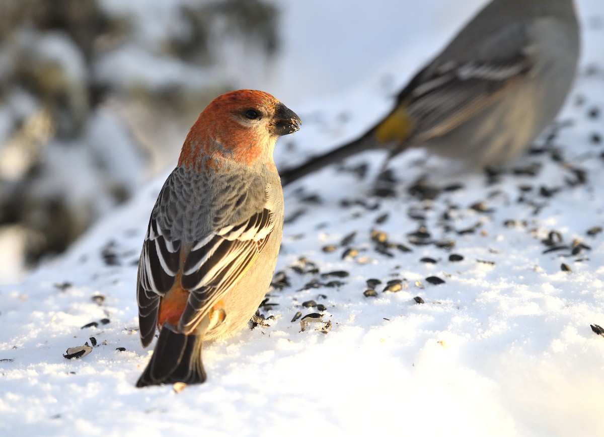 Pine Grosbeak - Timothy Piranian