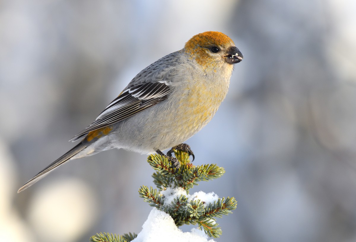 Pine Grosbeak - Timothy Piranian