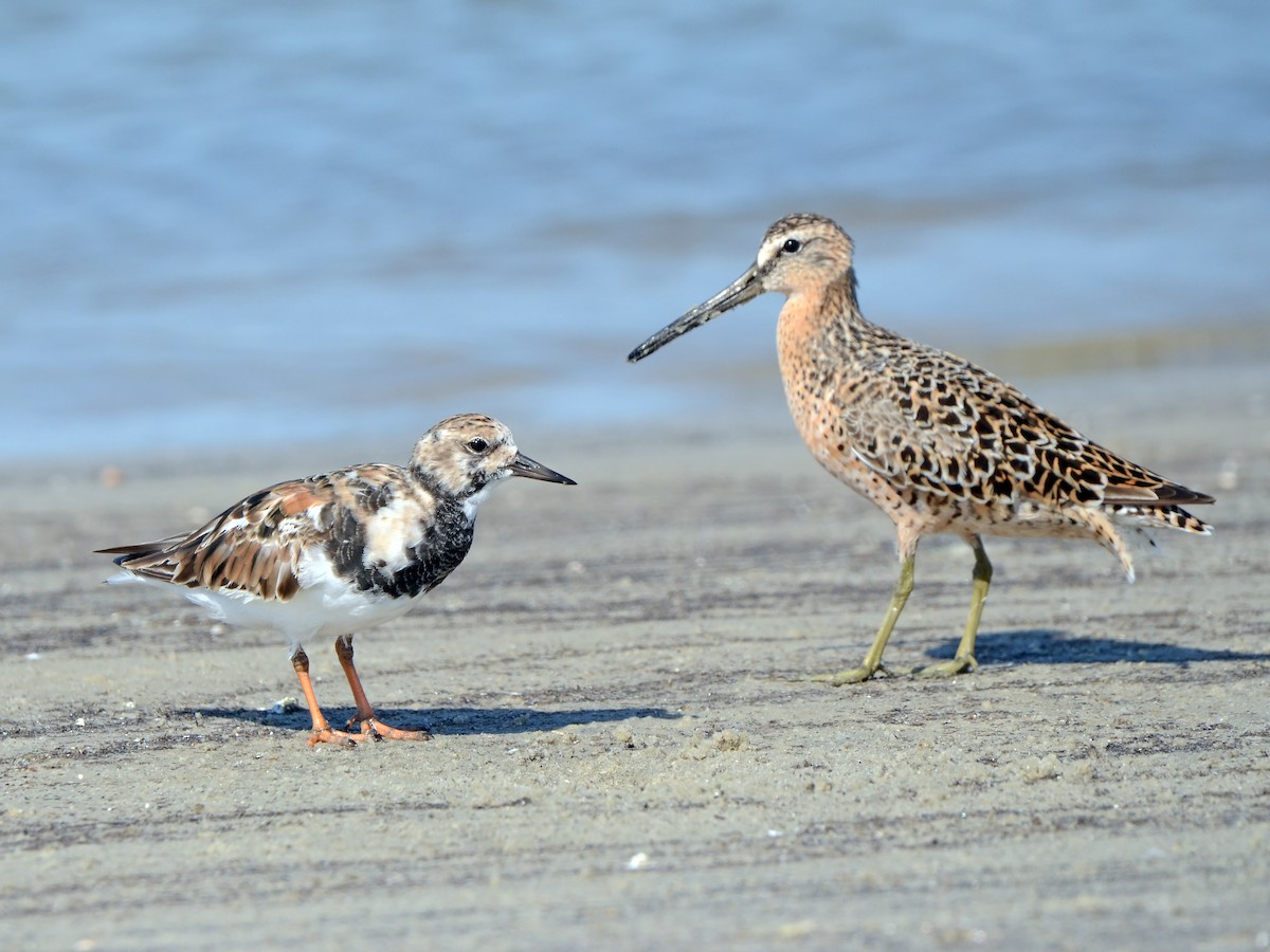 Ruddy Turnstone - ML612770639