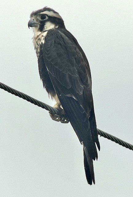 Aplomado Falcon - Jeri Langham