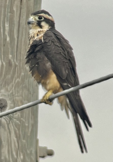 Aplomado Falcon - Jeri Langham