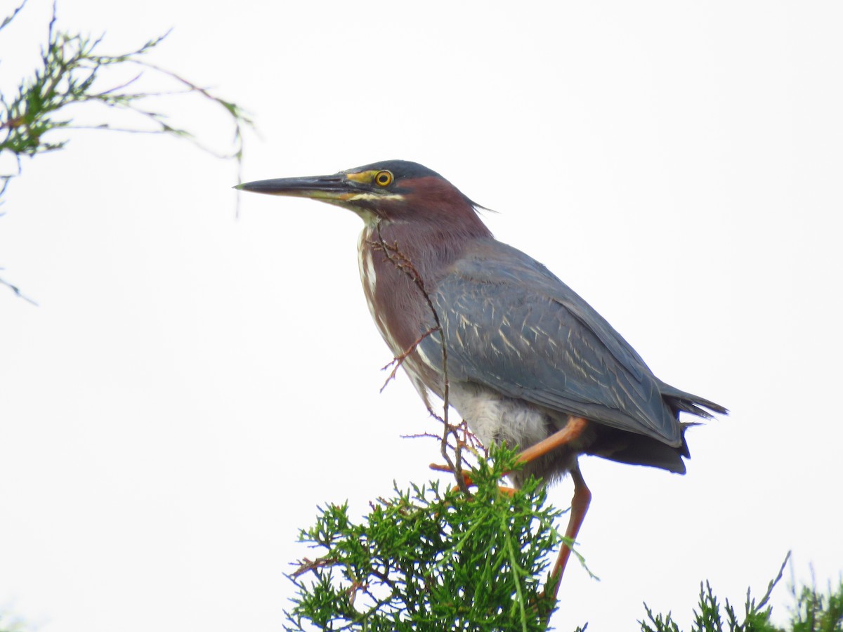 Green Heron - ML61277071