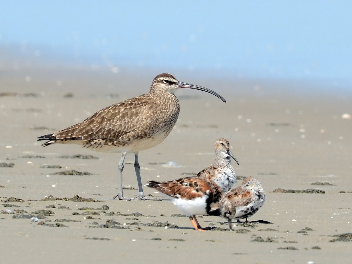 Whimbrel (Hudsonian) - ML612770729