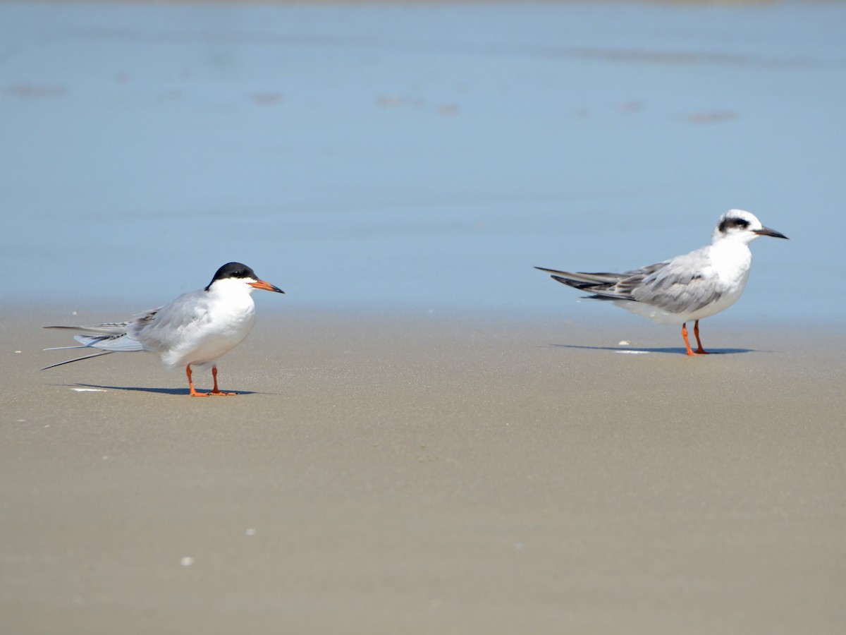 Forster's Tern - ML612770733