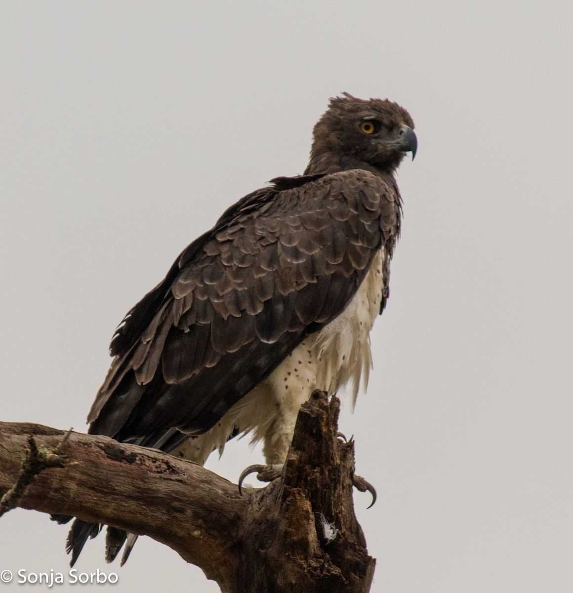 Martial Eagle - ML612770754