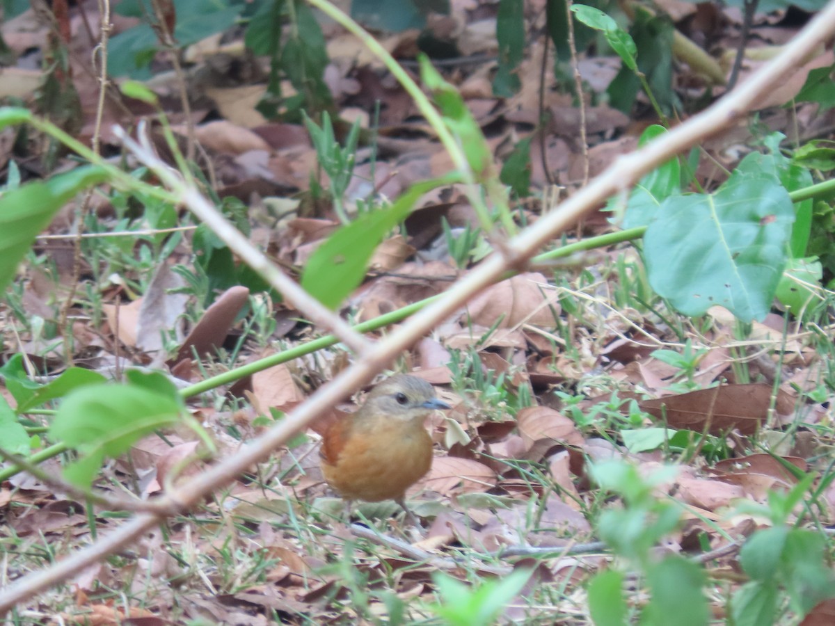 White-lored Spinetail - ML612770765