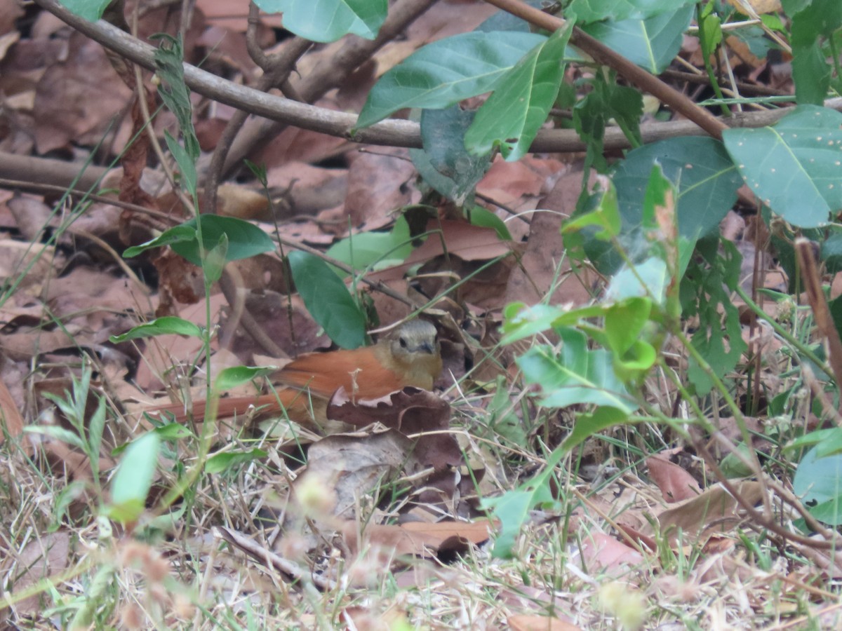 White-lored Spinetail - ML612770766