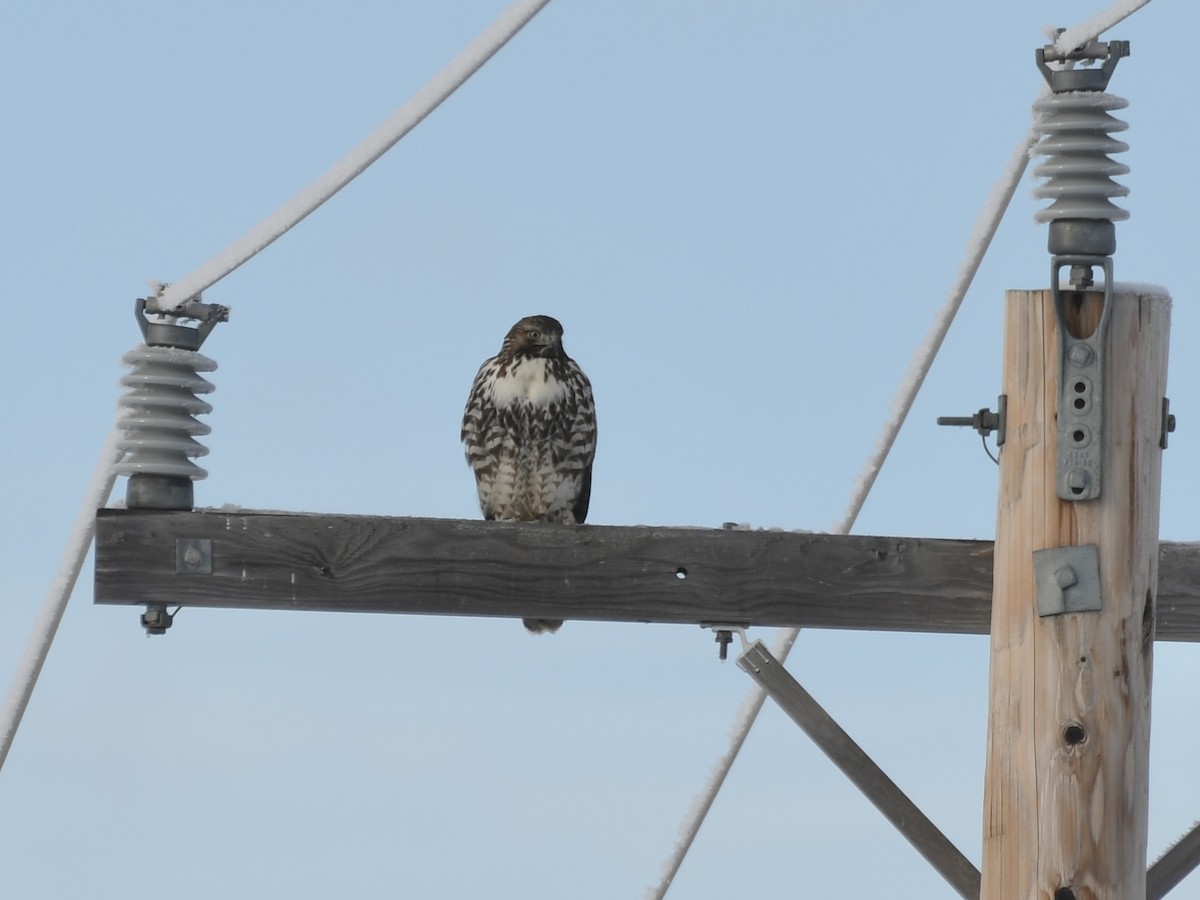 Red-tailed Hawk - ML612770824