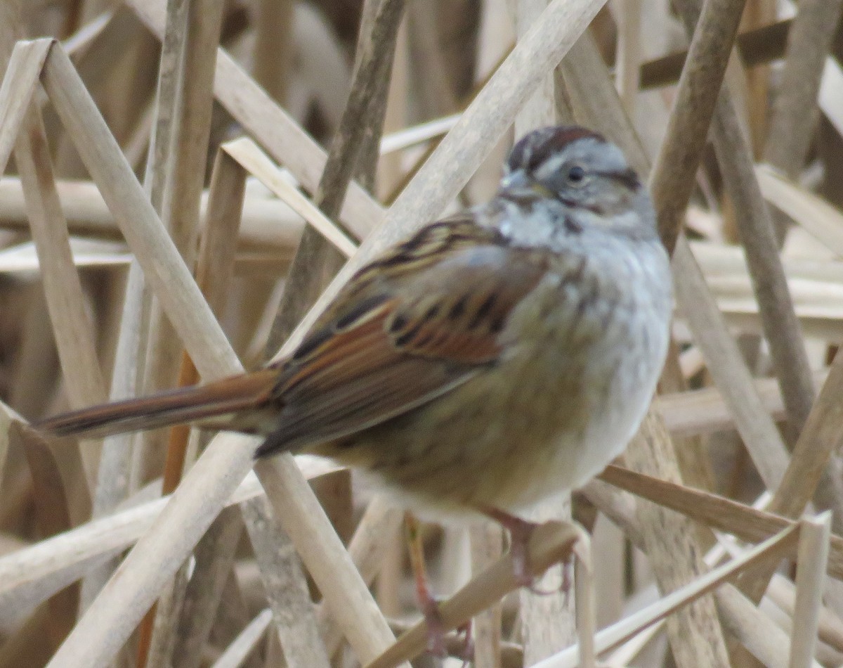 Swamp Sparrow - ML612770842