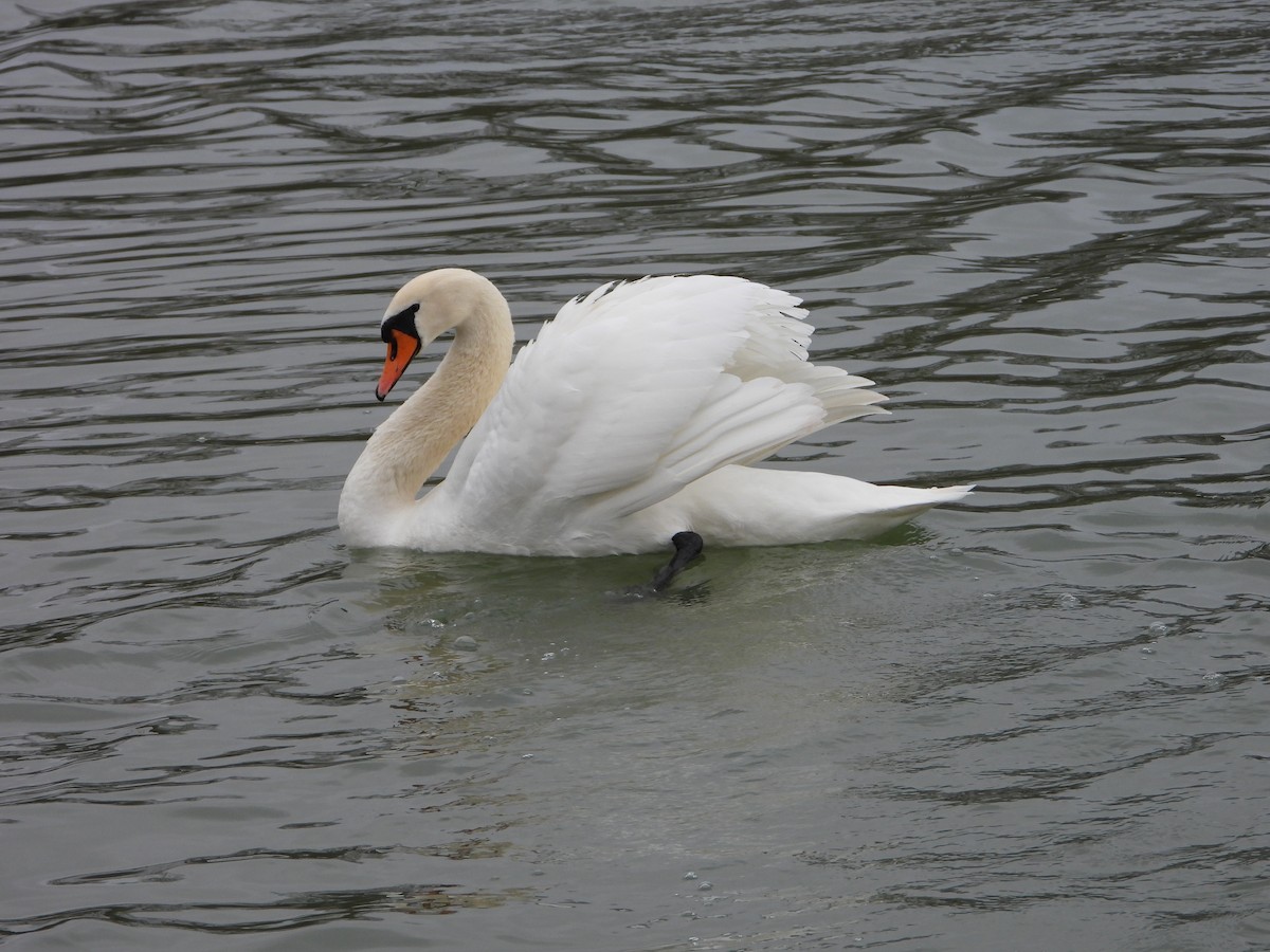 Mute Swan - valerie pelchat