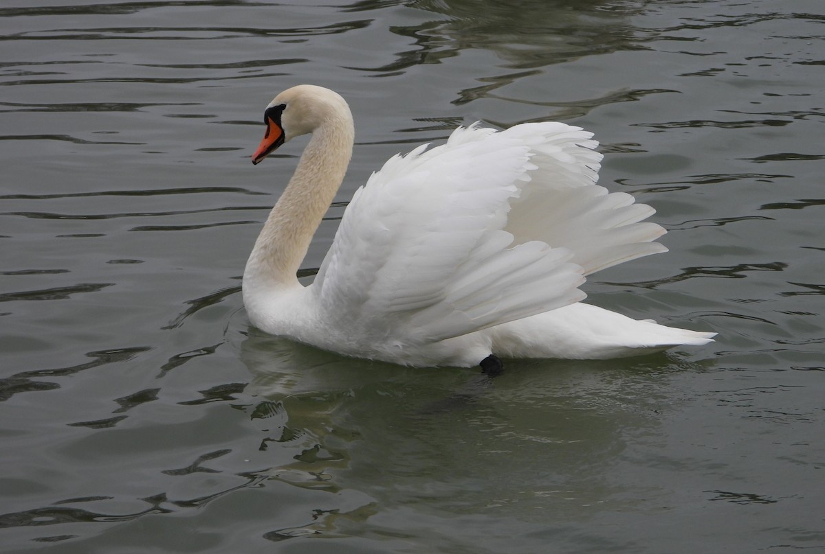 Mute Swan - ML612770877