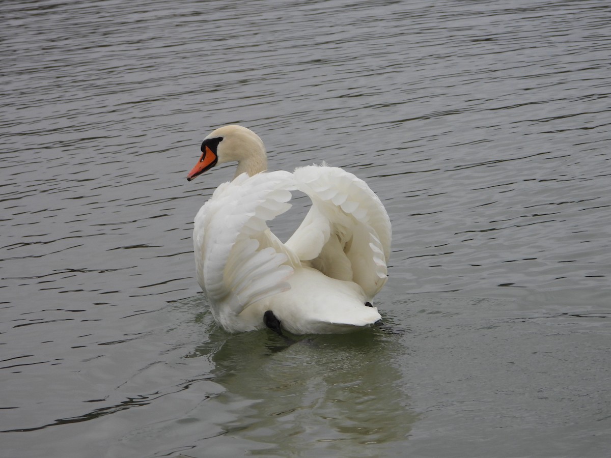 Mute Swan - ML612770882