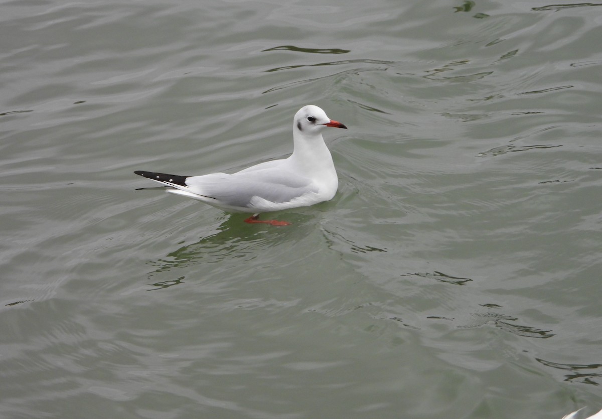 Black-headed Gull - ML612770902