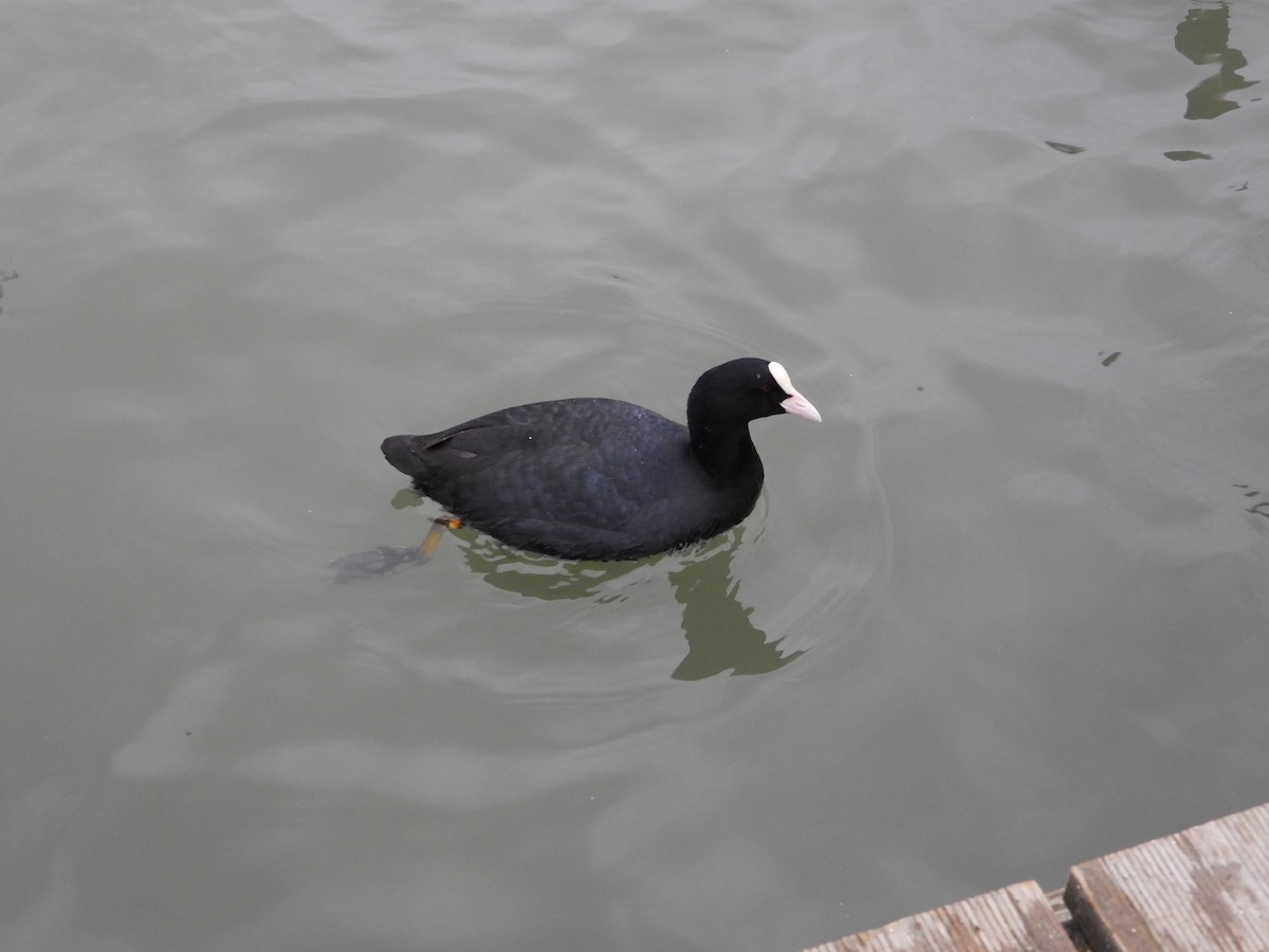 Eurasian Coot - ML612770916