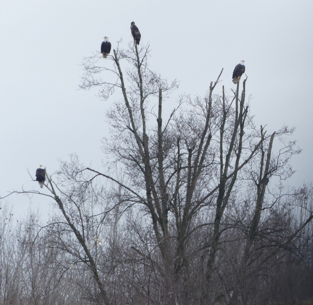 Weißkopf-Seeadler - ML612770931