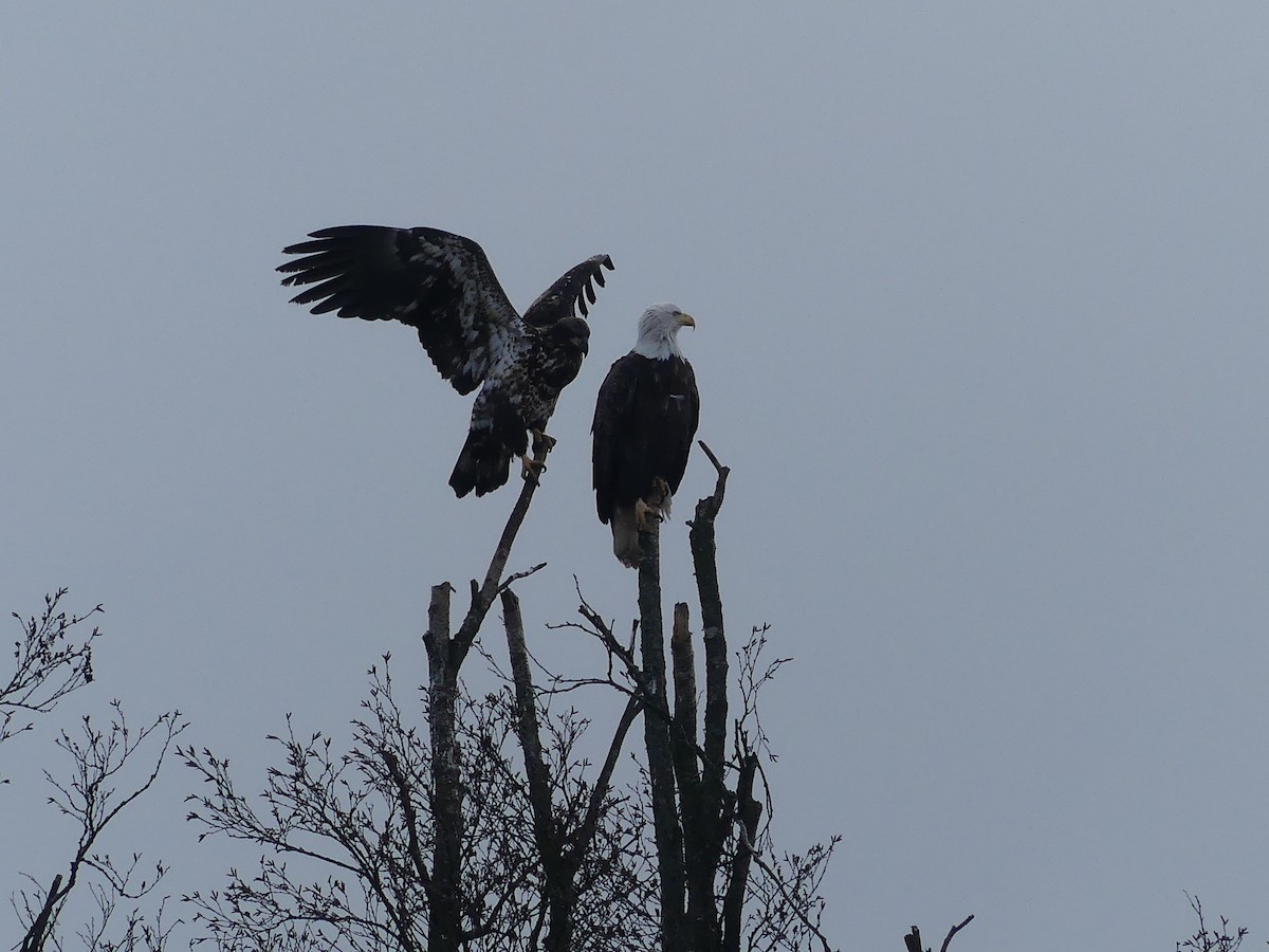 Weißkopf-Seeadler - ML612770933