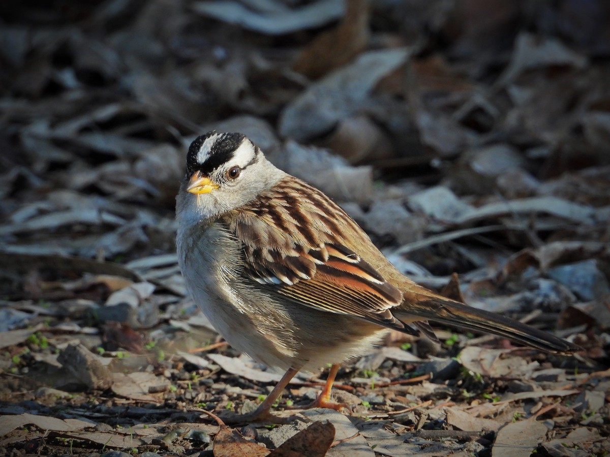 White-crowned Sparrow - ML612770936