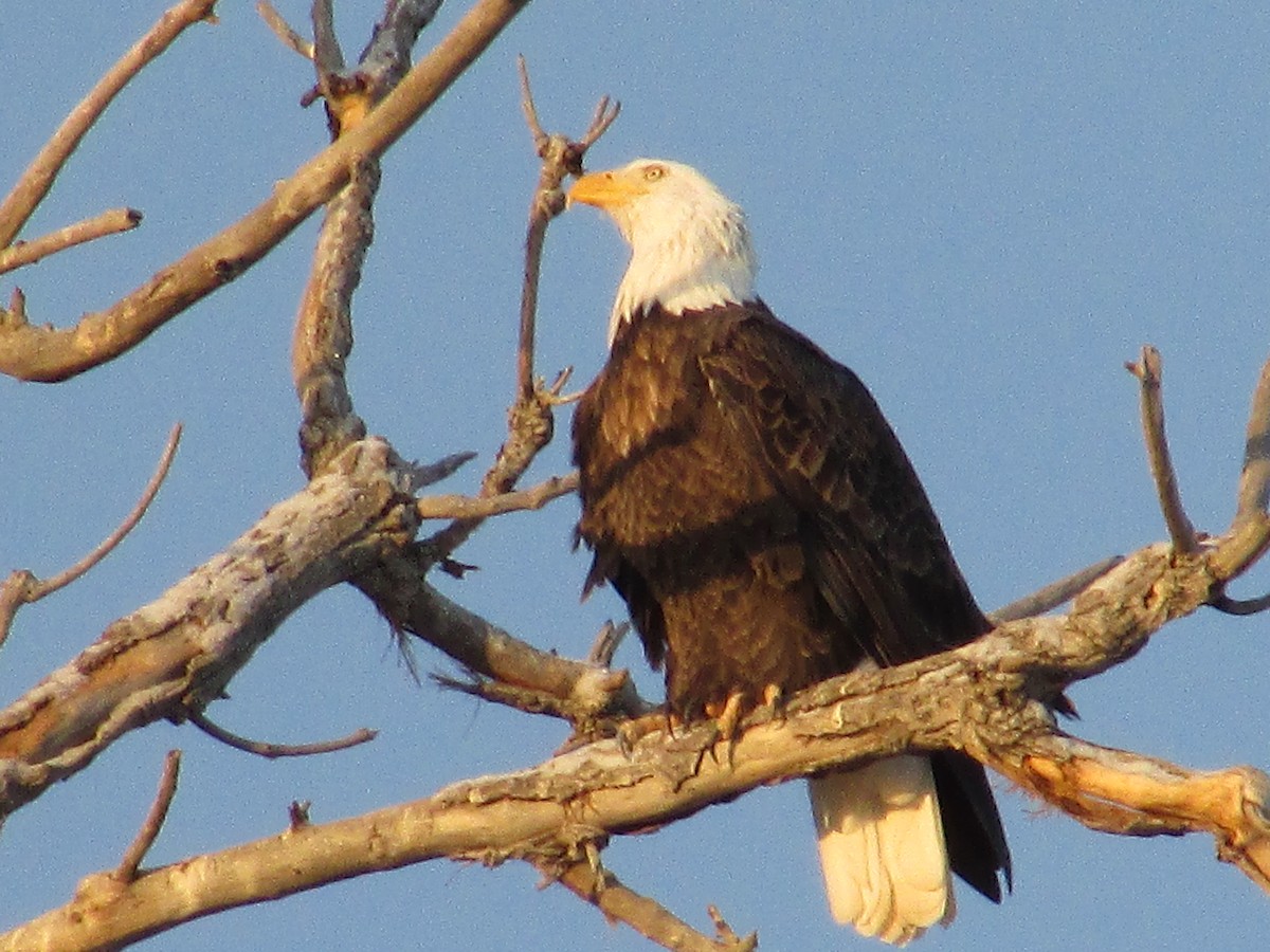 Bald Eagle - ML612770948