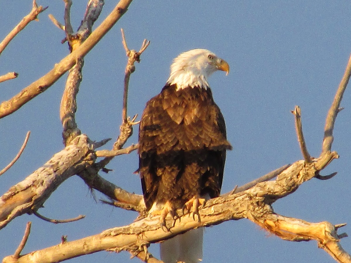 Bald Eagle - ML612770949