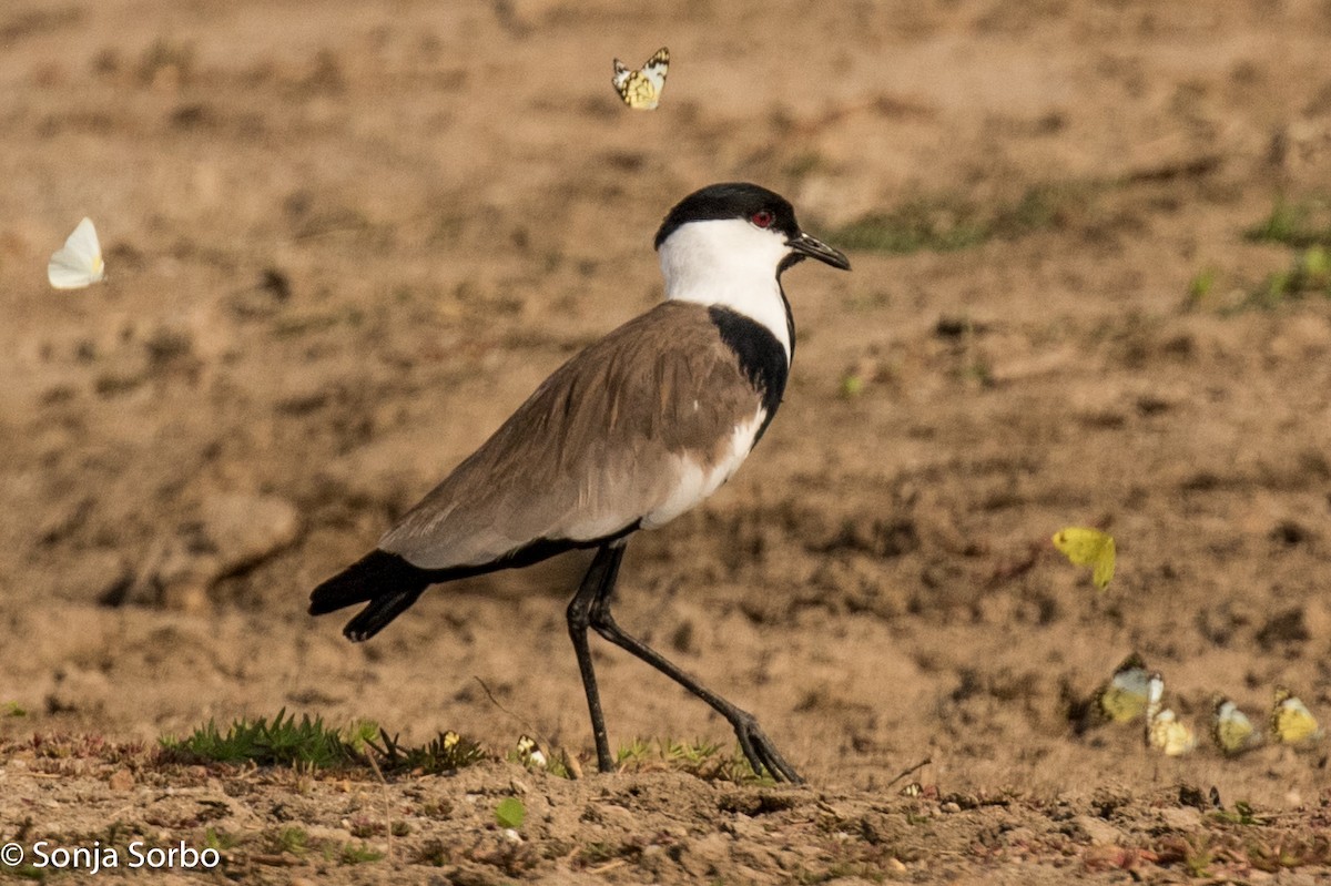 Spur-winged Lapwing - ML612771020