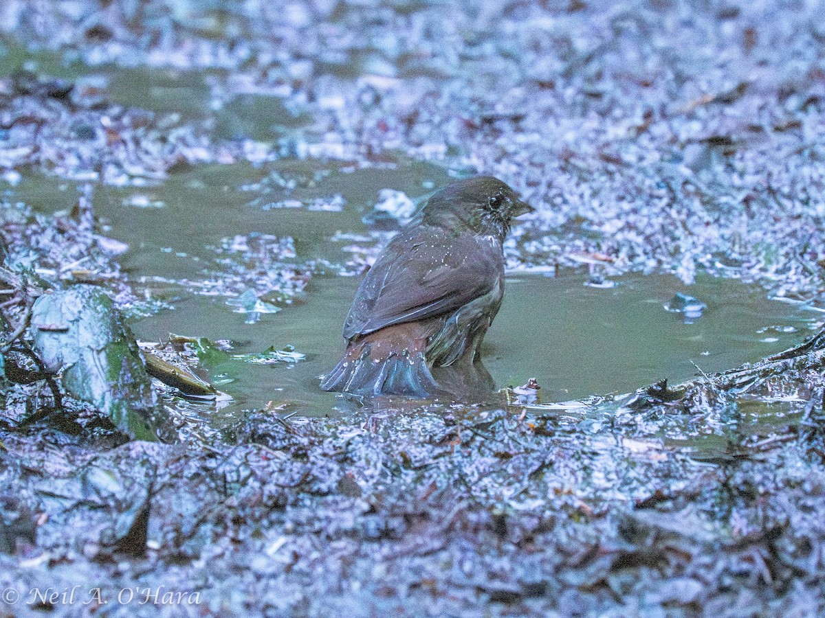 Fox Sparrow - ML612771030