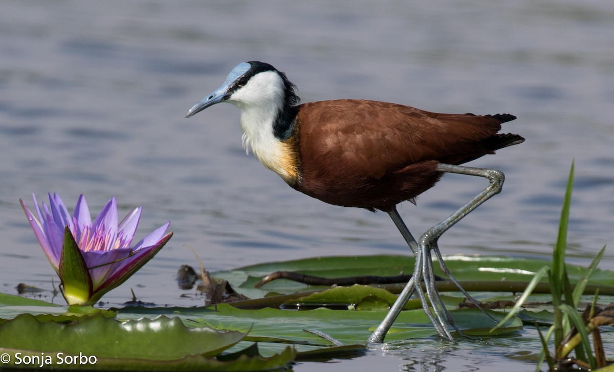 African Jacana - ML612771032