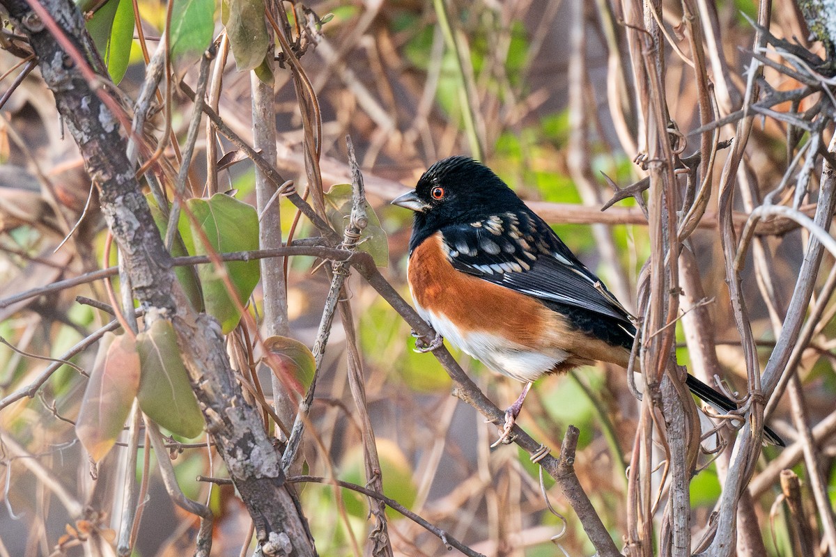 Spotted Towhee - ML612771107