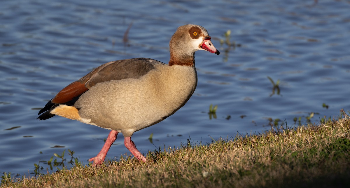 Egyptian Goose - Mark Moeller