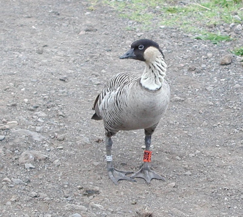 Hawaiian Goose - ML612771160