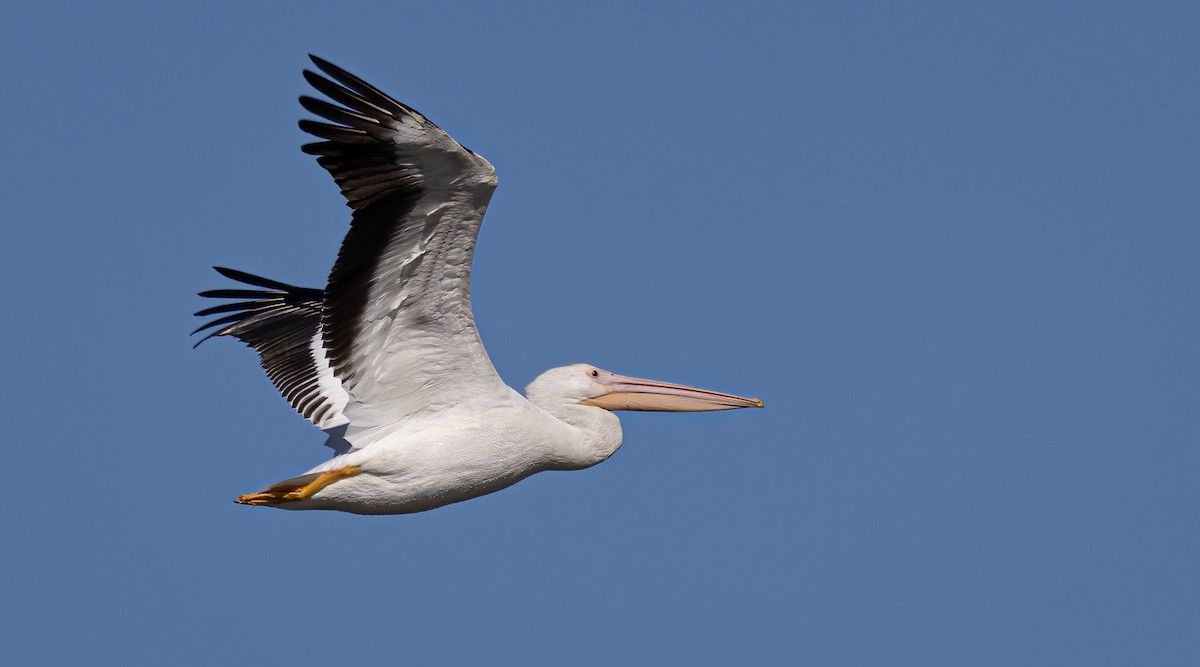 American White Pelican - ML612771163