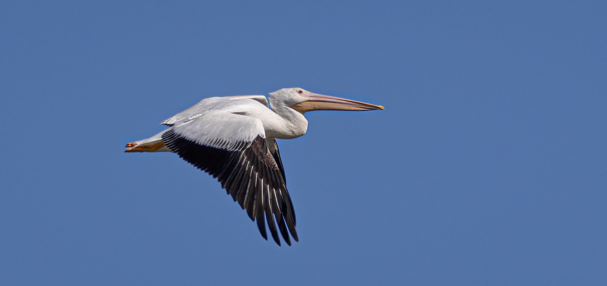 American White Pelican - Mark Moeller