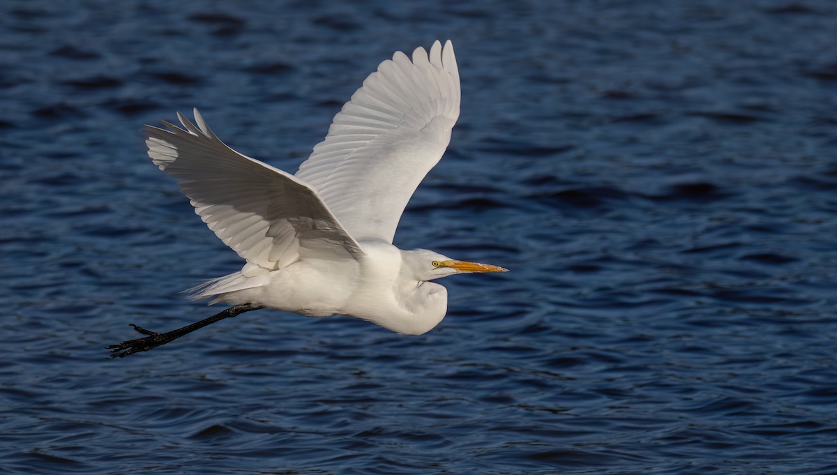 Great Egret - Mark Moeller