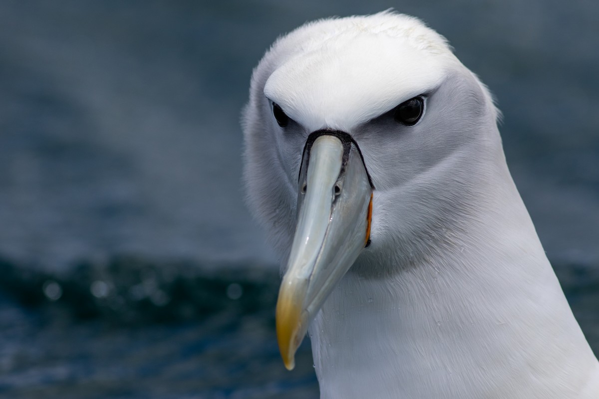 White-capped Albatross (steadi) - Tom Auer