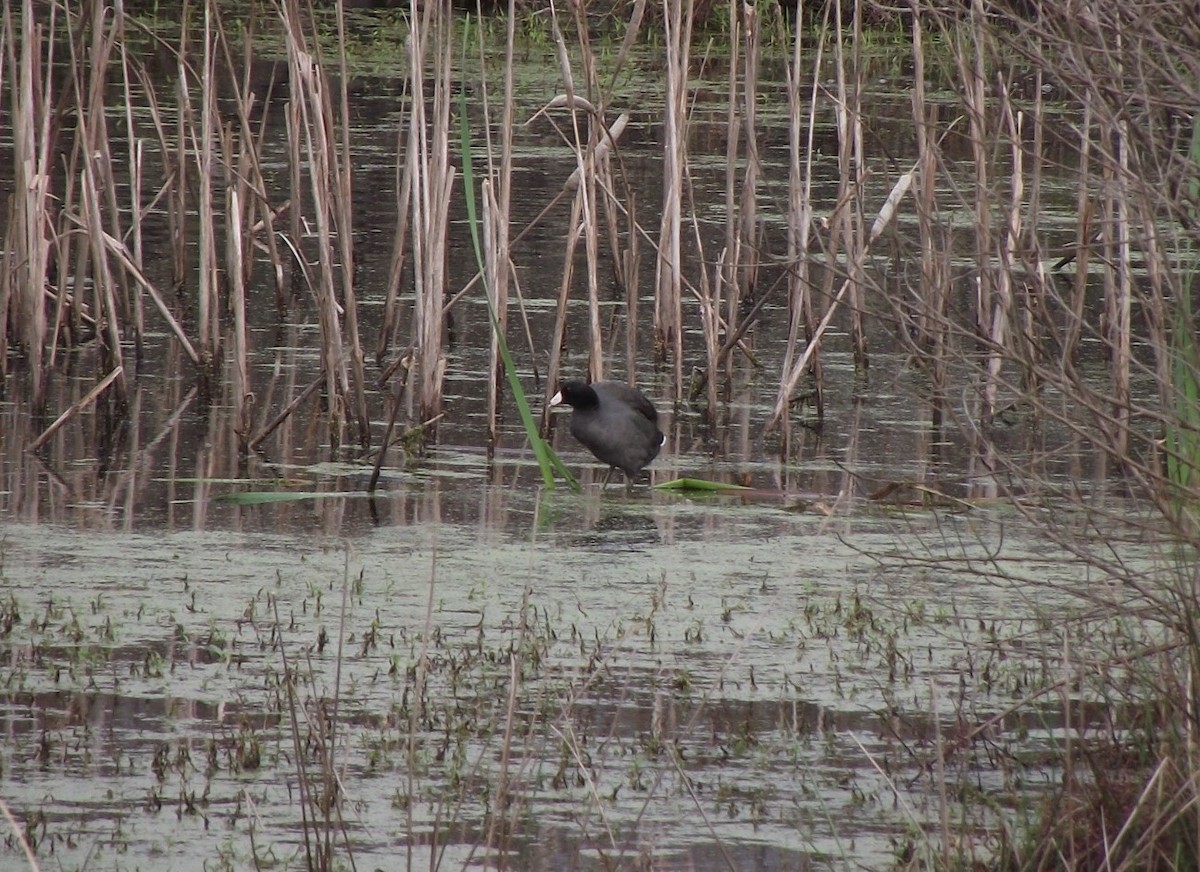 American Coot (Red-shielded) - ML612771347