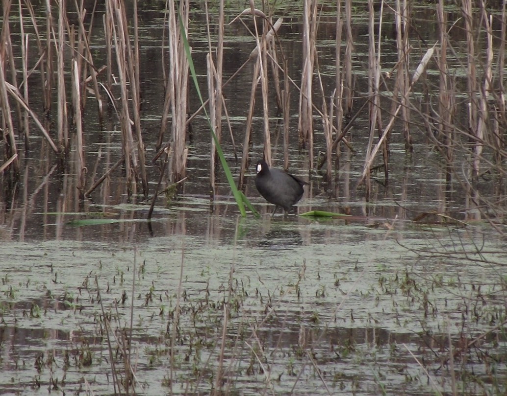 American Coot (Red-shielded) - ML612771351