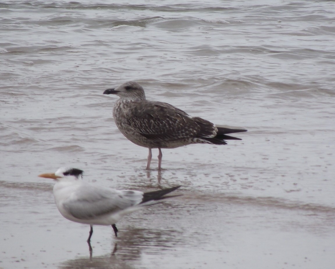 Lesser Black-backed Gull - ML612771391