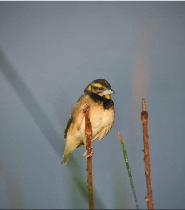 Black-breasted Weaver - ML612771409