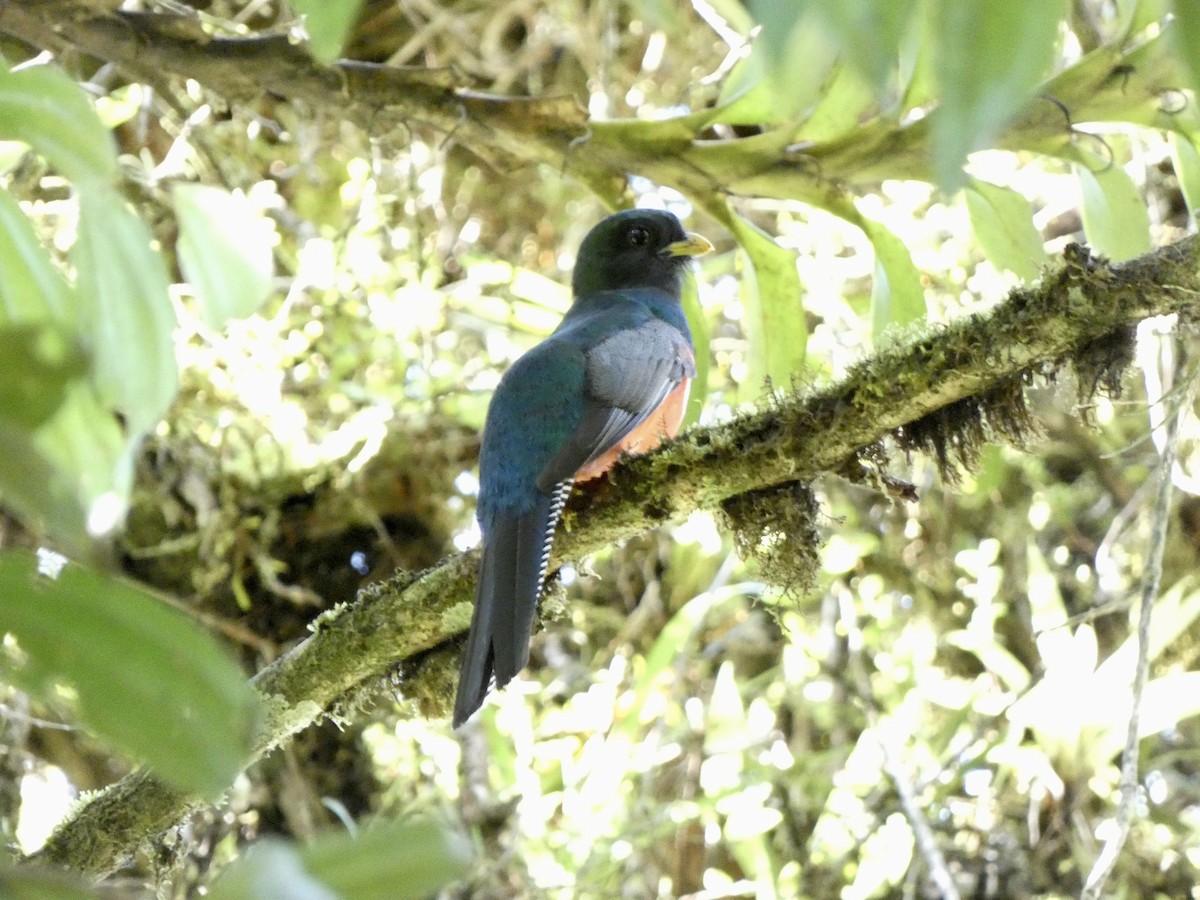 Collared Trogon - ML612771564