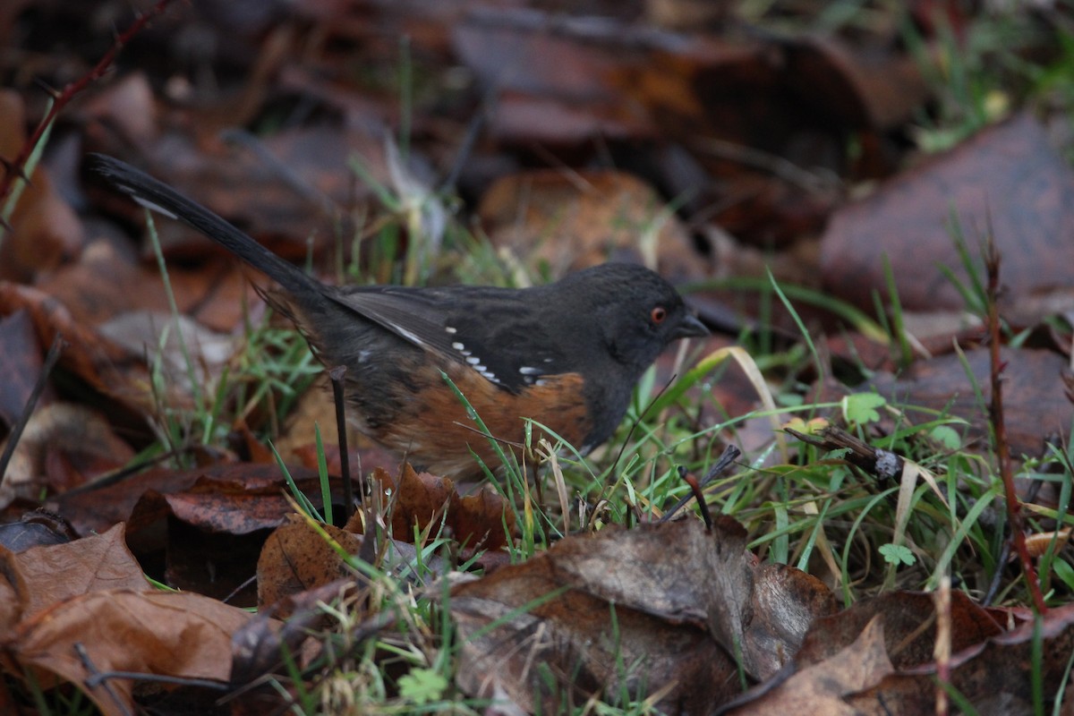 Spotted Towhee - Abraham Bowring