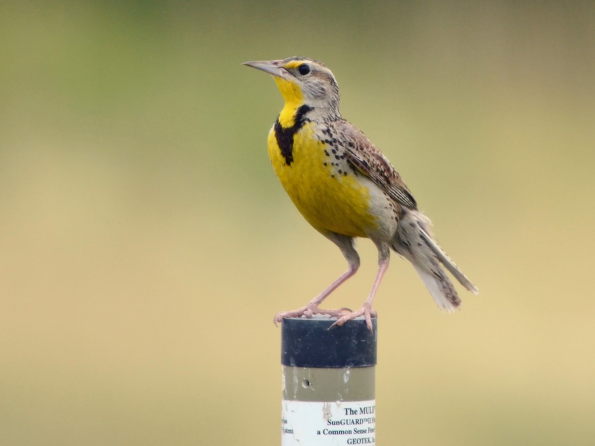 Western Meadowlark - Joel McNeal