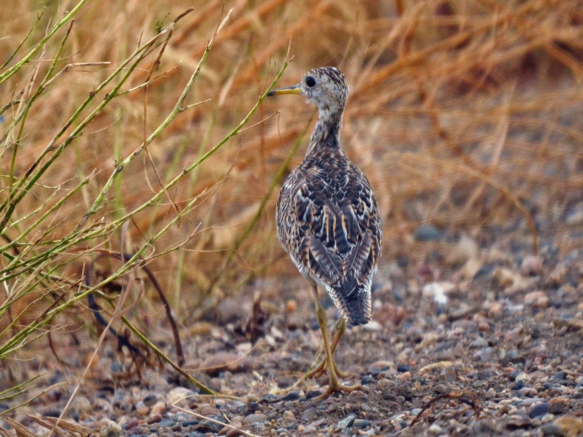 Upland Sandpiper - ML612771710