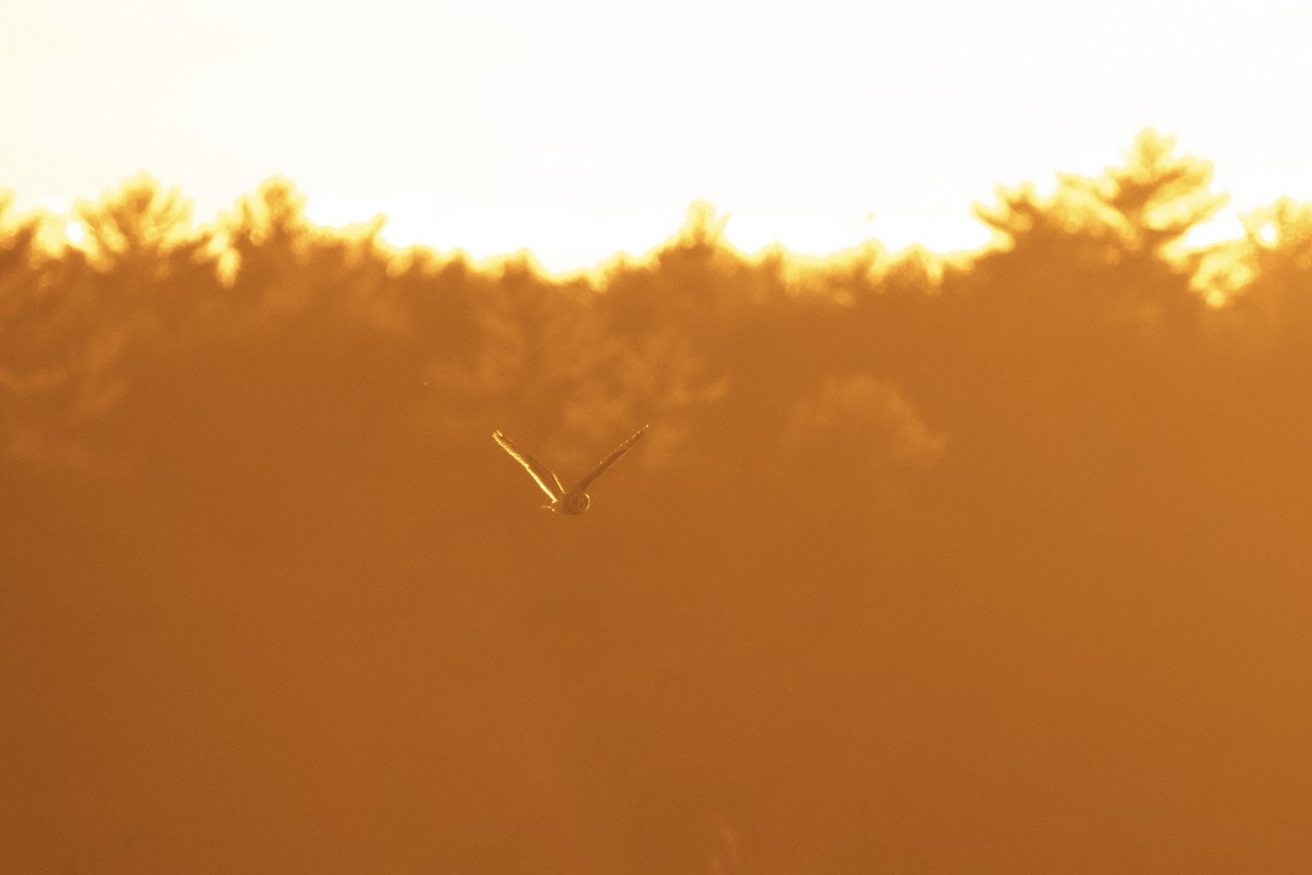 Short-eared Owl - C Buchanan