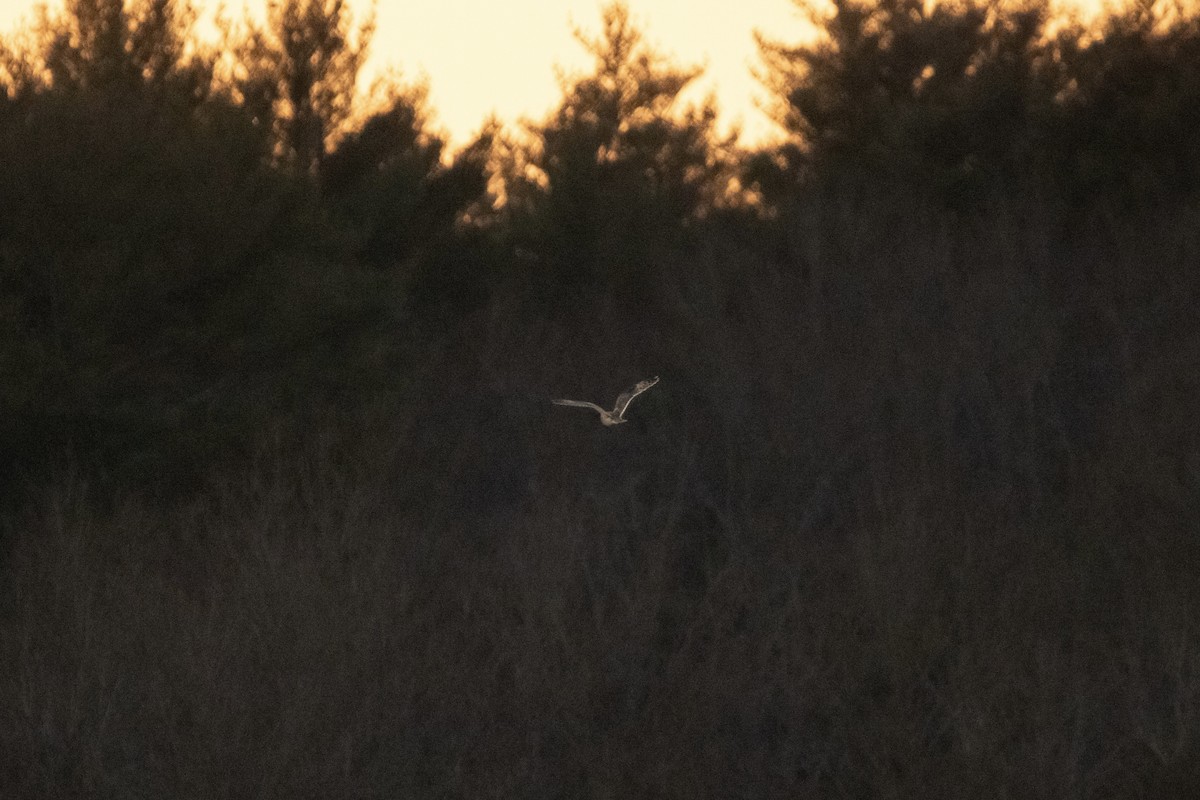 Short-eared Owl - C Buchanan