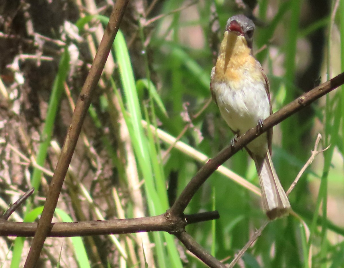 Leaden Flycatcher - ML612771773